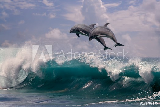Picture of Two dolphins jumping from sea water over ocean wave